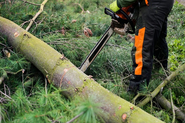 How Tree Surgery Can Increase Property Value