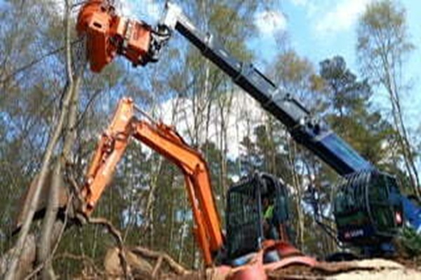 tree surgeon